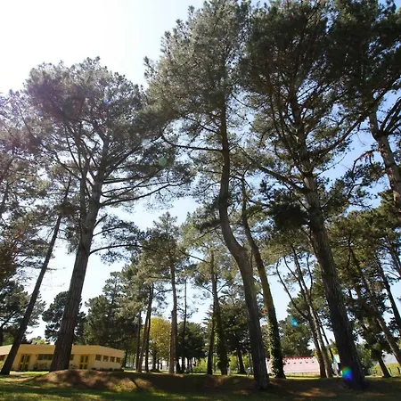 Tiny House Et Tentes En Coton Dans La Pinede